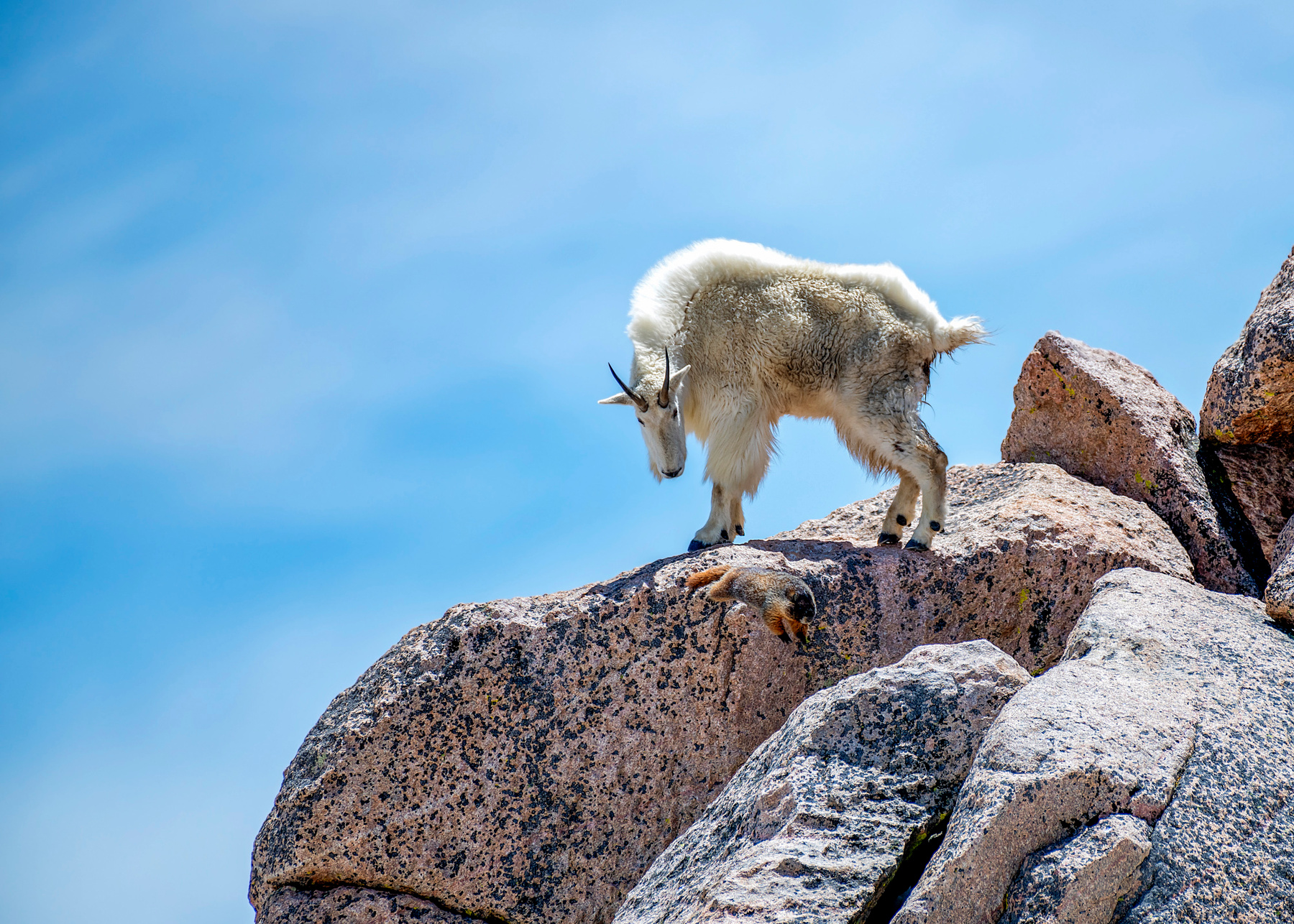 День Сурка у Горного Козла сурок горный козел Скалистуе горы Эванс