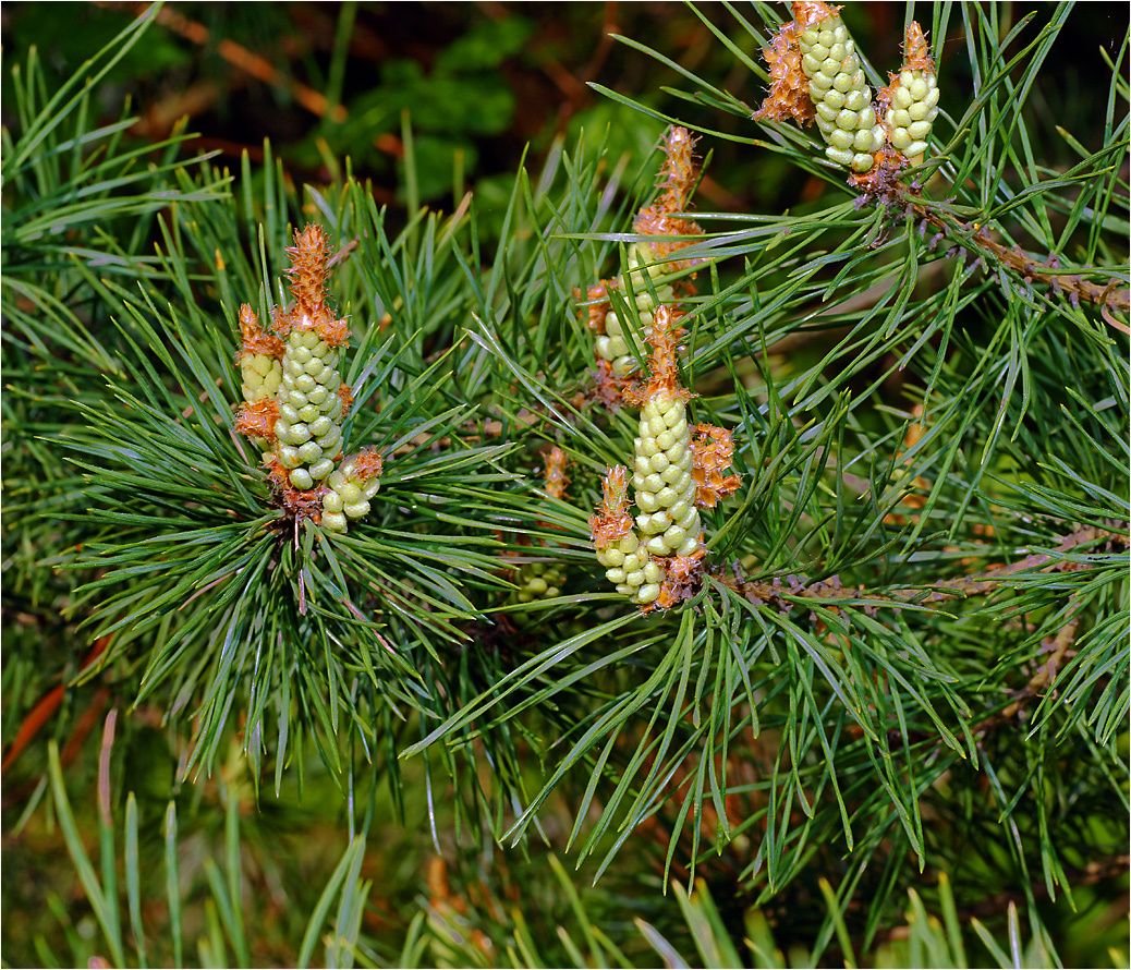 Цветение сосны Pinus sylvestris растение Сосона обыкновенная цветение мужские соцветия