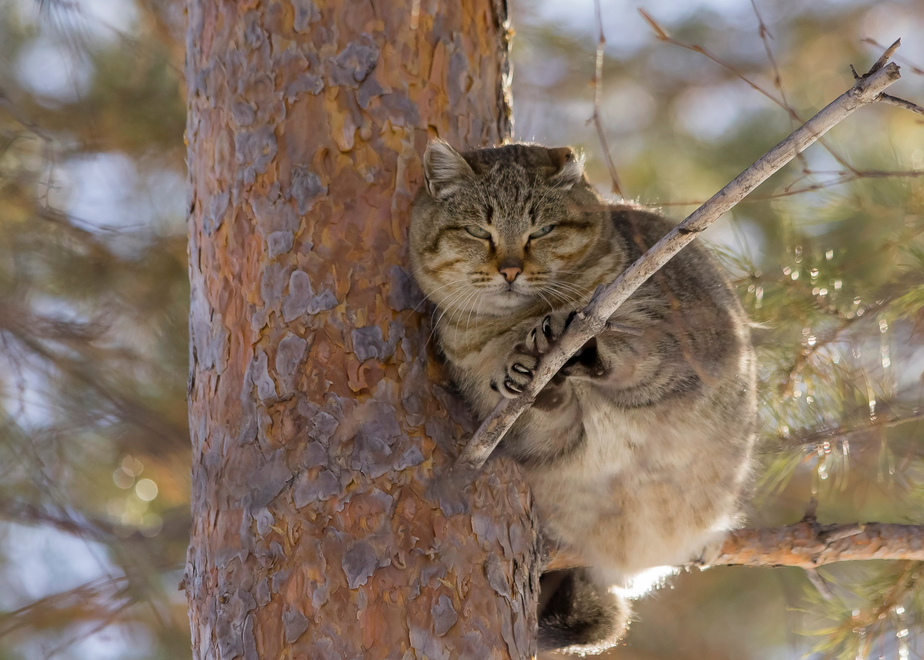Март! Коты "прилетели". март кот на дереве