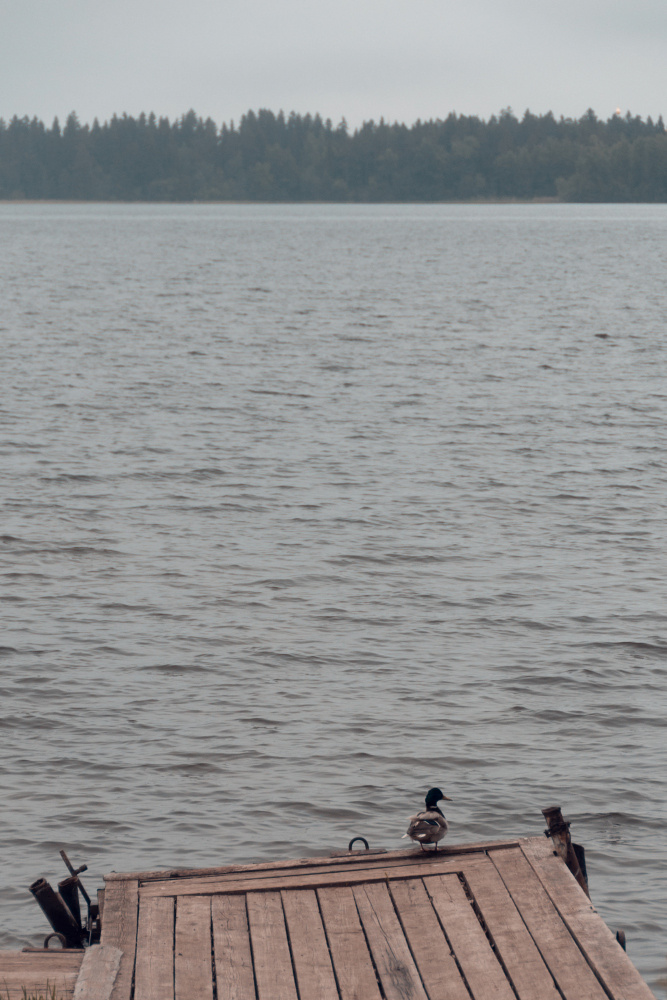 Из серии «Мёртвый сезон» Россия озеро пейзаж без людей пустота тишина природа отдых пусто грусть печаль меланхолия одиночество минимализм вода утка