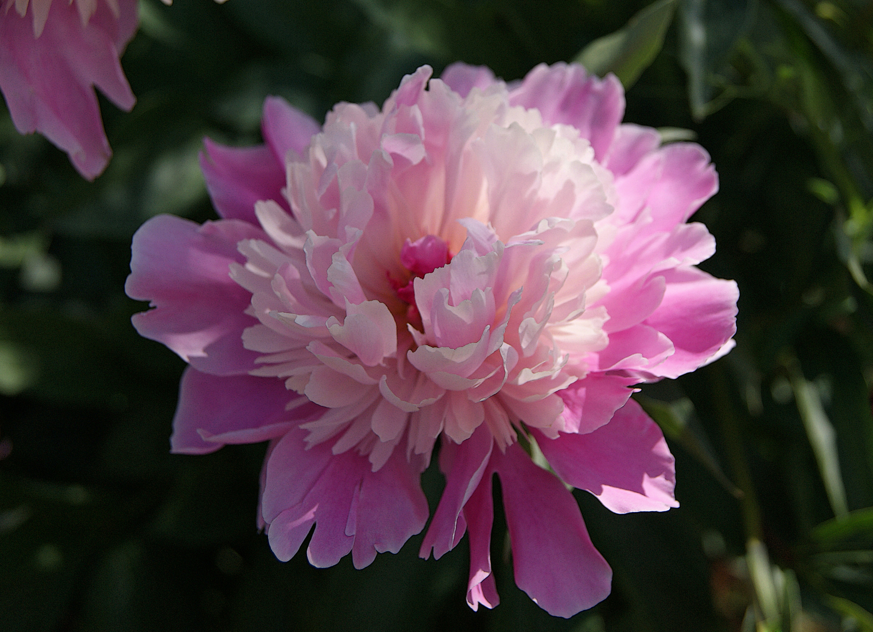 Розовый пион лето цветы пион