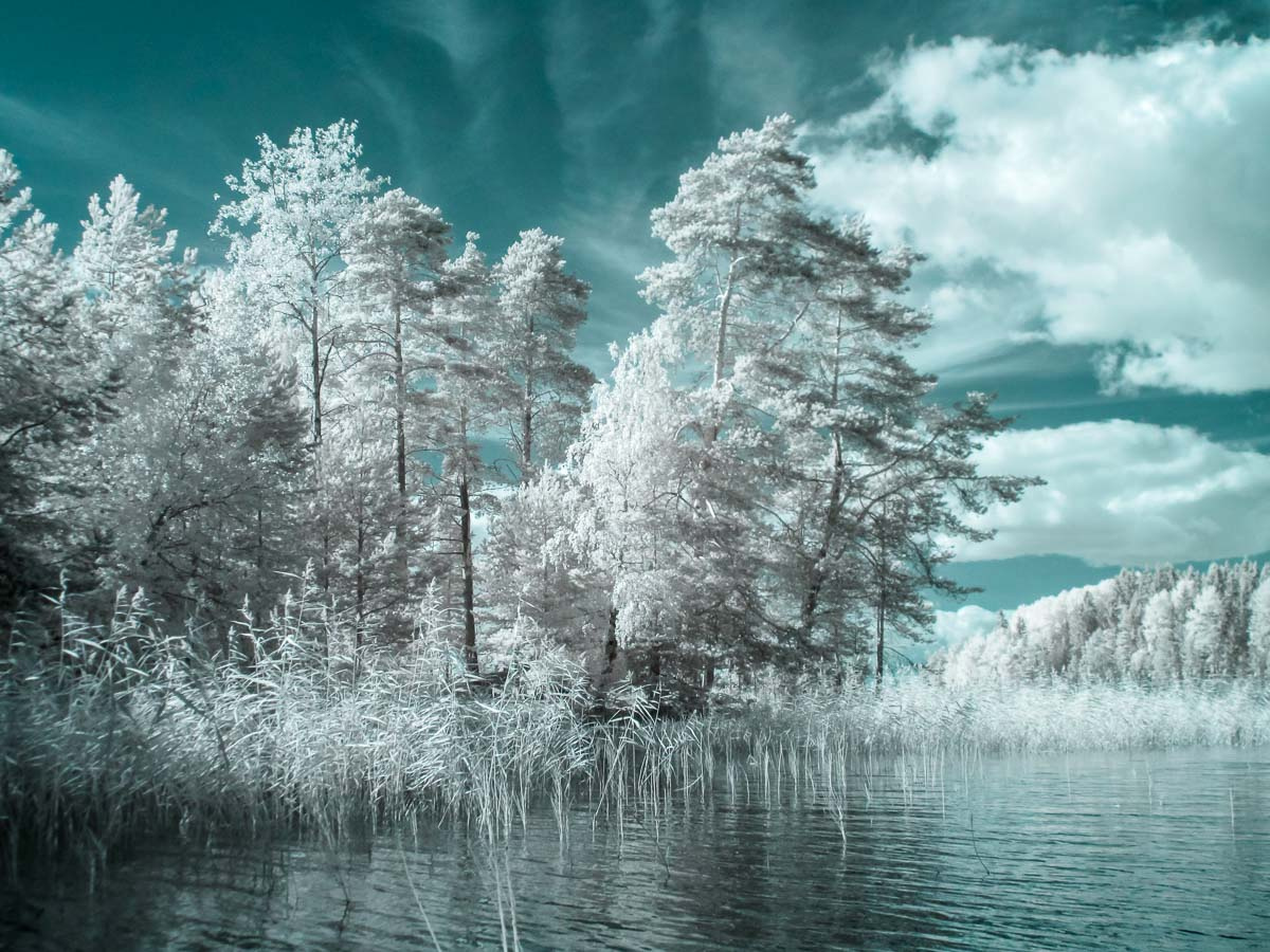 Еще инфракрасная Ладога Ладога ладожское озеро деревья лето Карелия инфракрасная фотография ir