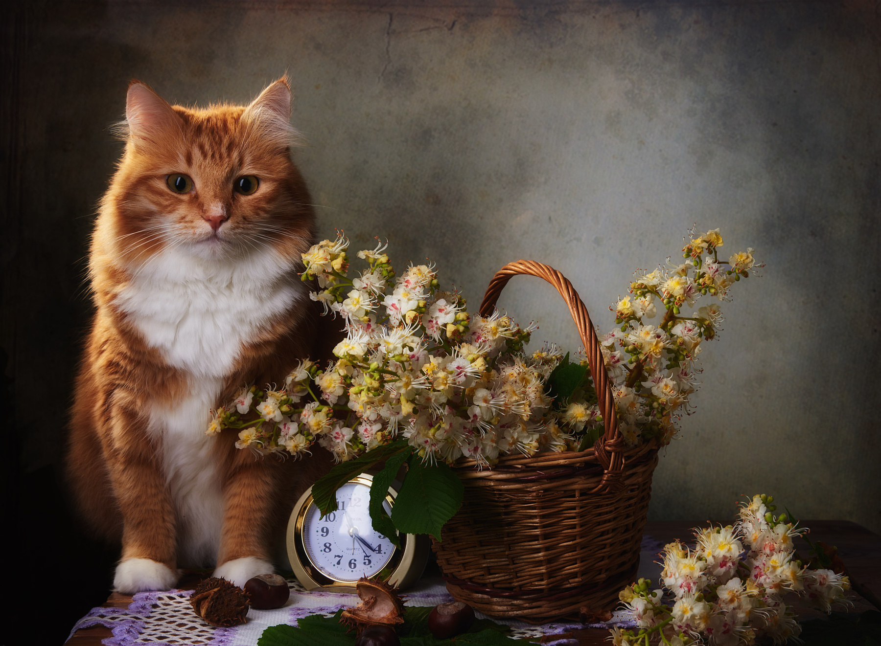 Рыжий кот и цветы каштана натюрморт композиция постановка сцена кот питомец любимец цветы каштан