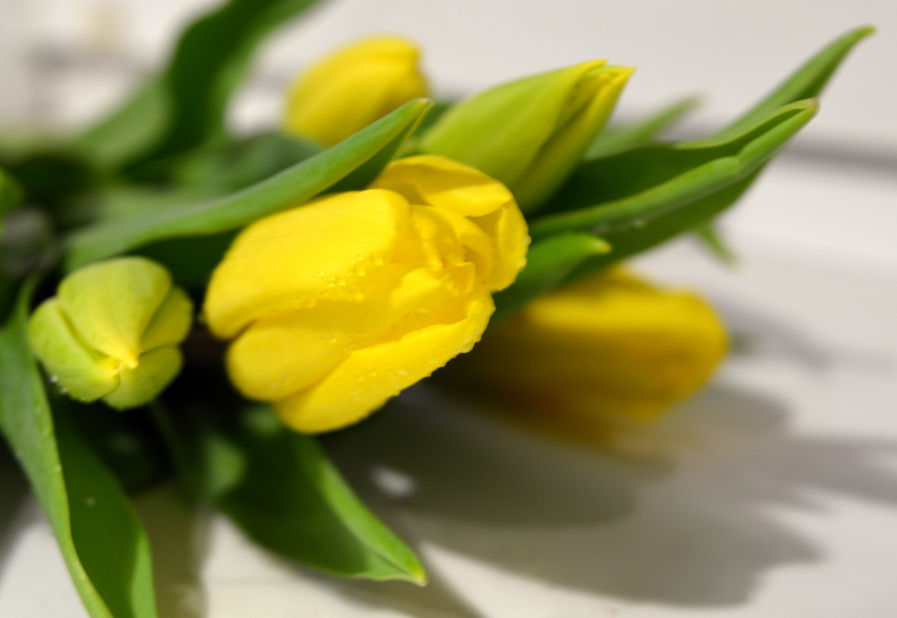 желтые тюльпаны цветы желтые тюльпаны