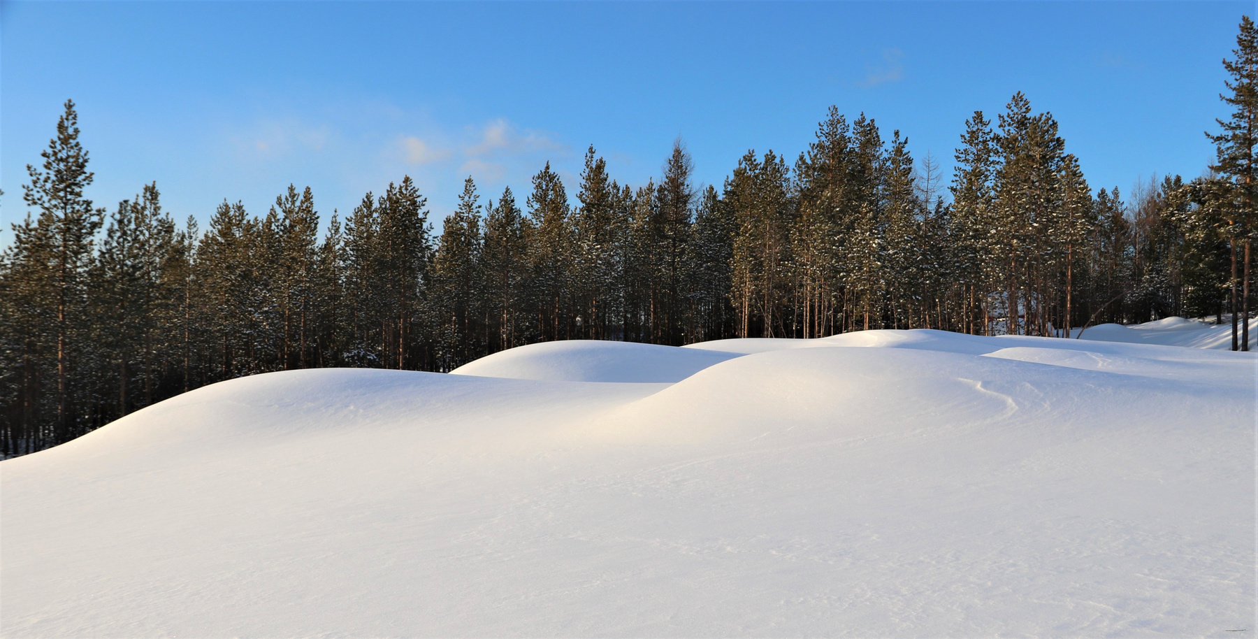 снежные барханы прмрода барханы снег лес
