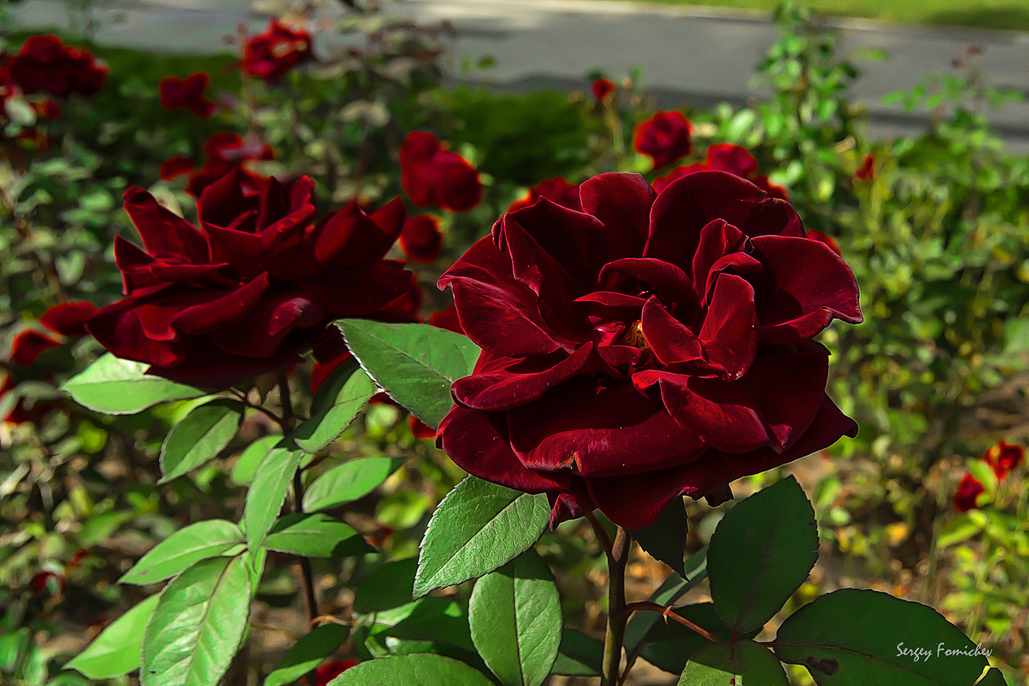 Красная роза - эмблема любви...*** 