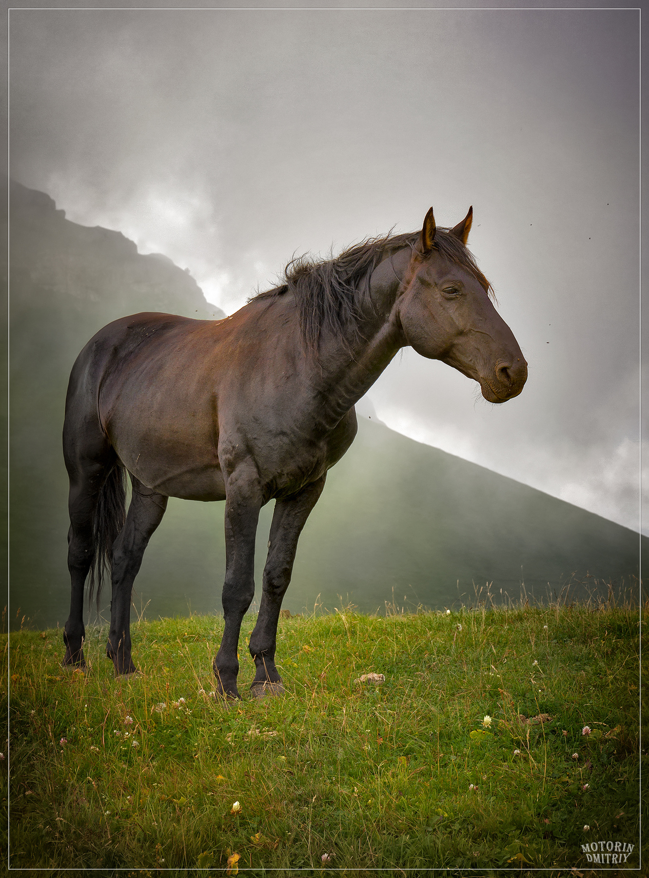 В горах Архыза Архыз гора Пастухова лето Карачаево-Черкесия природа лошади пейзаж
