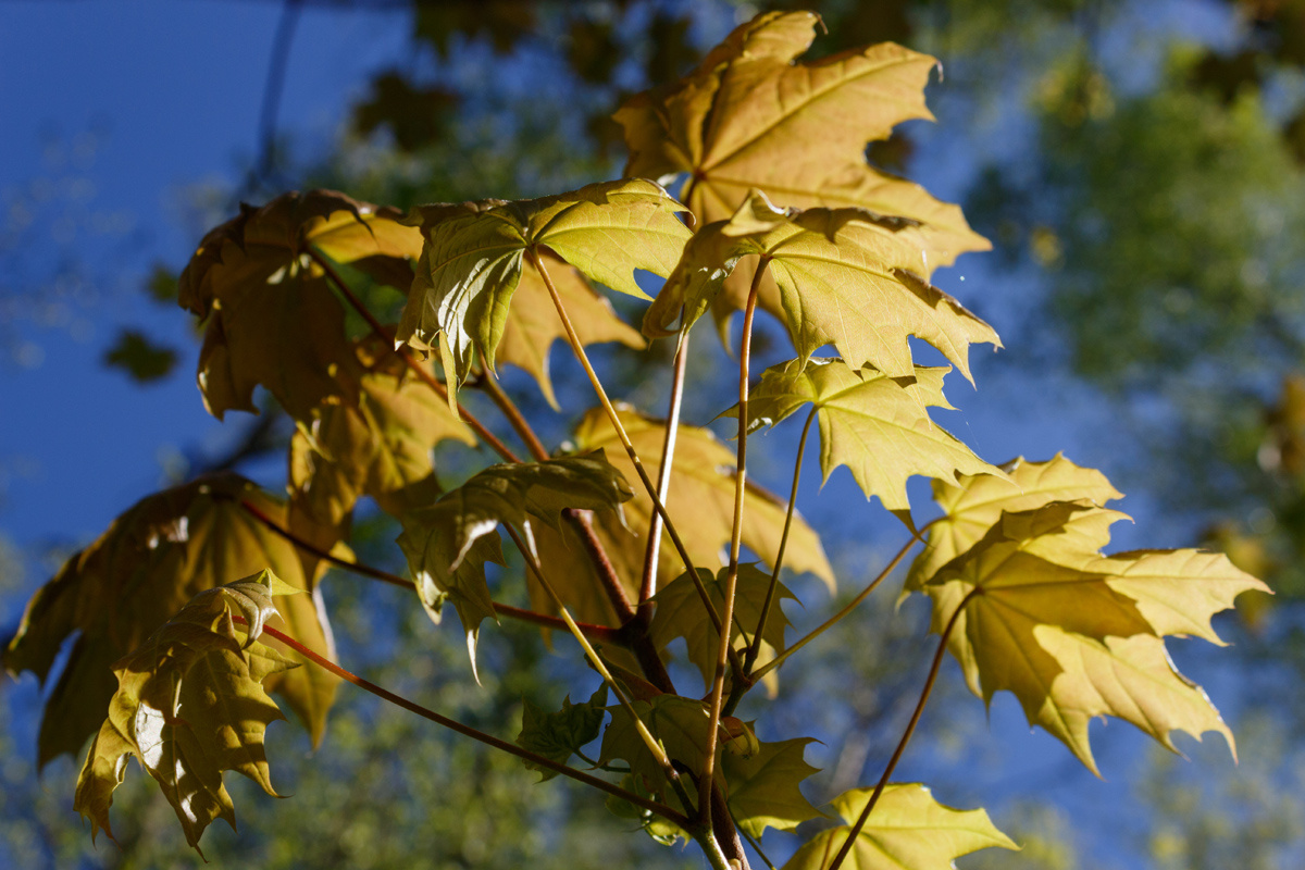 Кленовая ветка на солнце кленовый лист кленовая ветка весна солнце лес утро