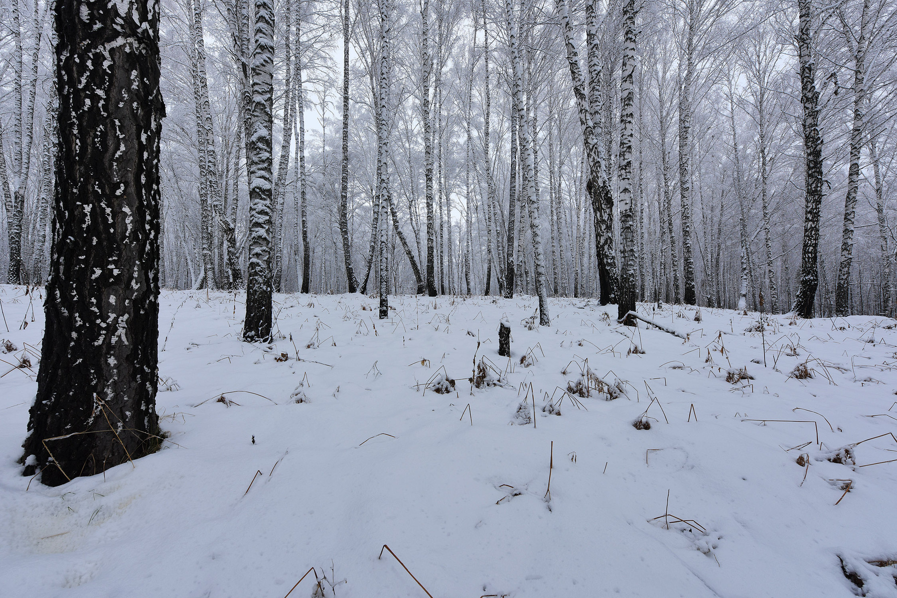 Зимний лес как он есть _5_2021 березы зима