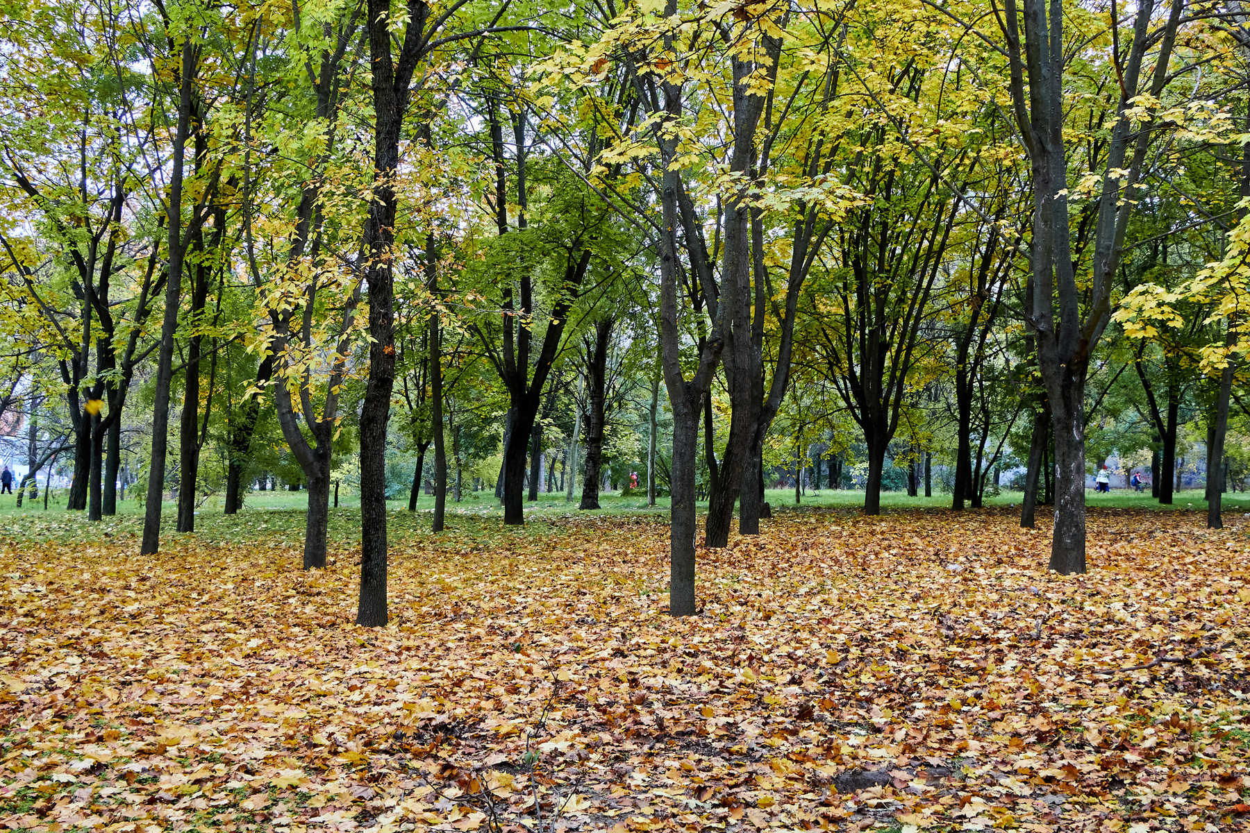 Осенний парк осень парк