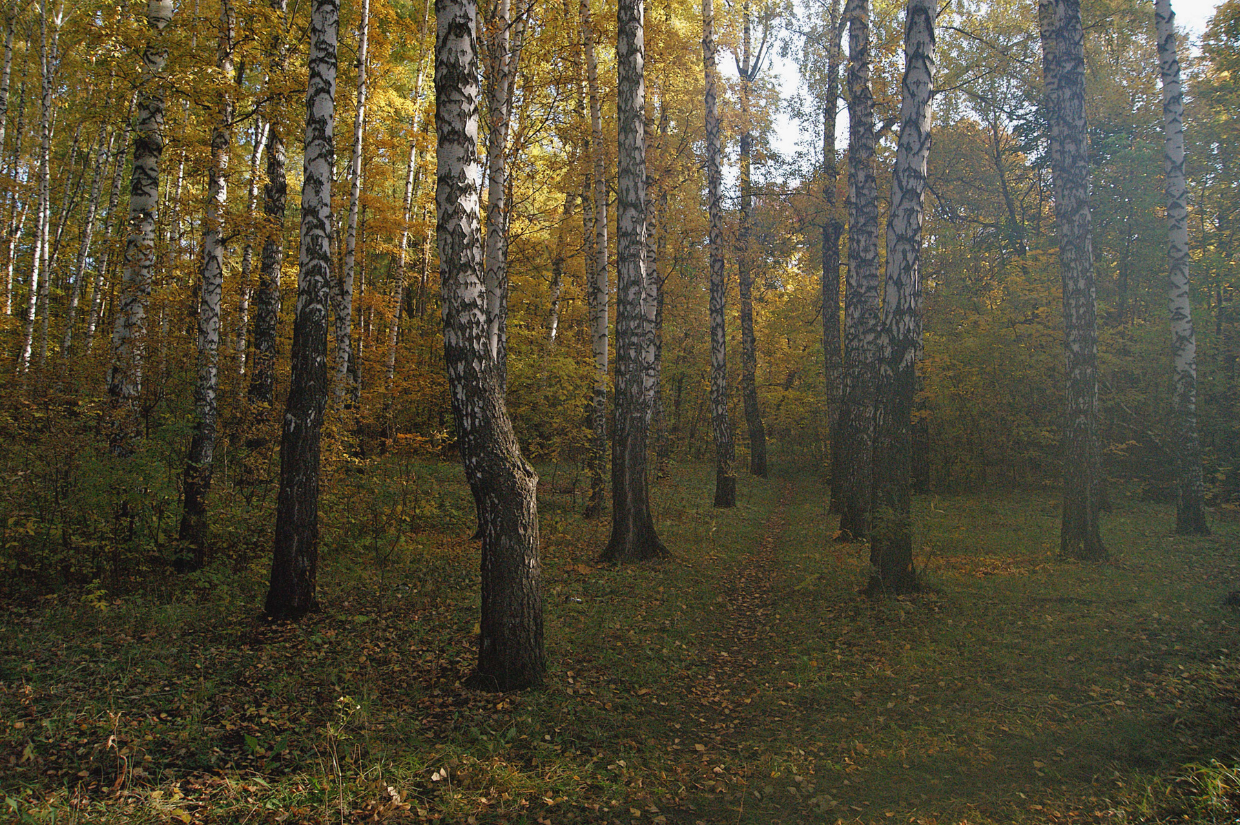 Березняк Осень утро лес березы