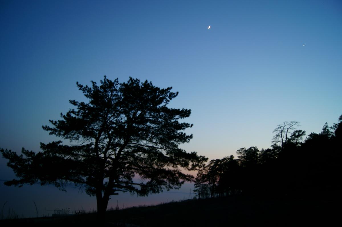 Одинокое дерево ночь небо дерево