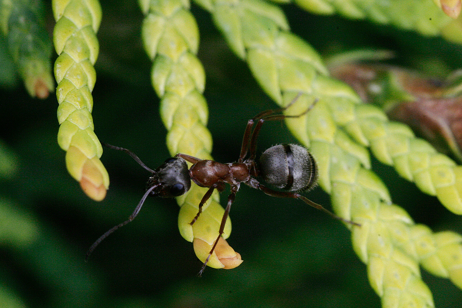 Попозирую и побегу муравей макро макроснимок
