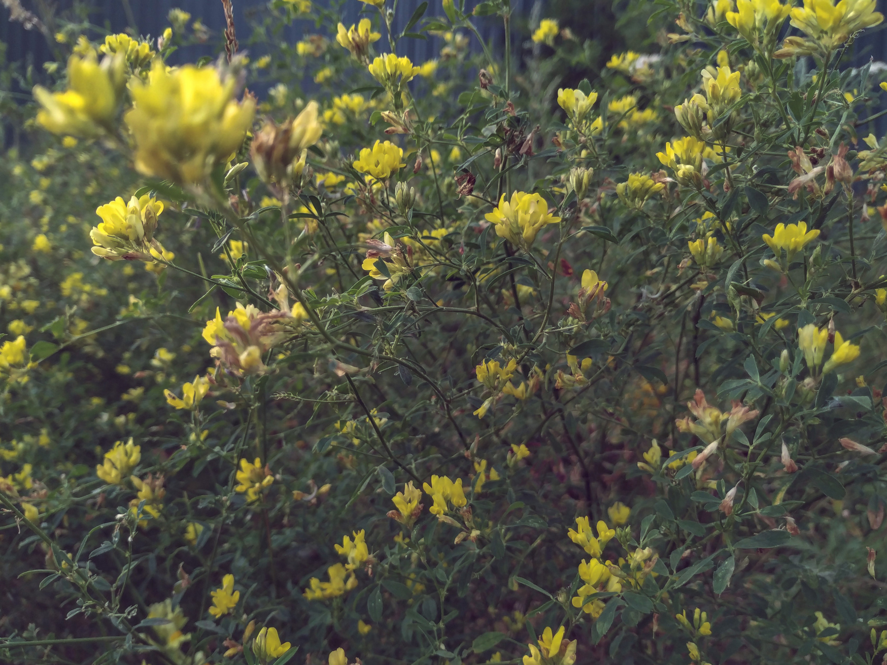 August летний вечер полевые цветы жёлтые лепестки тайна приглушённые цвета драматичный сюжет