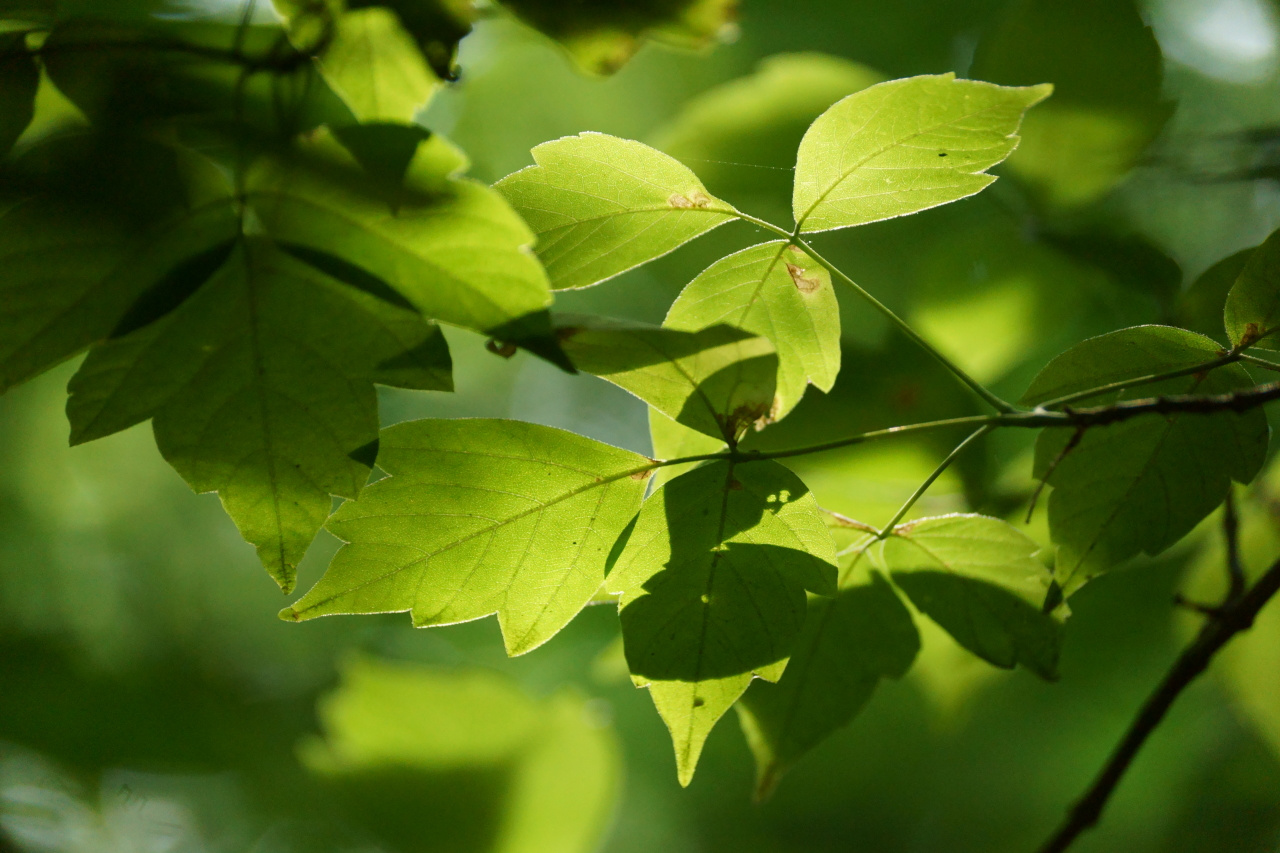 Листья зелёного зелёного цвета 