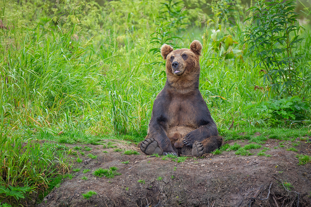 Сижу дома камчатка медведь природа лосось путешествие фототур озеро животные