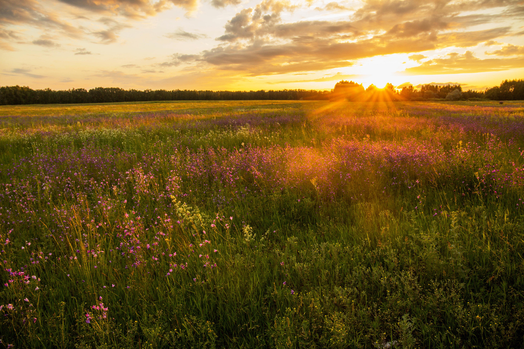 Летний закат природа пейзаж лето вечер закат новочувашский татарстан