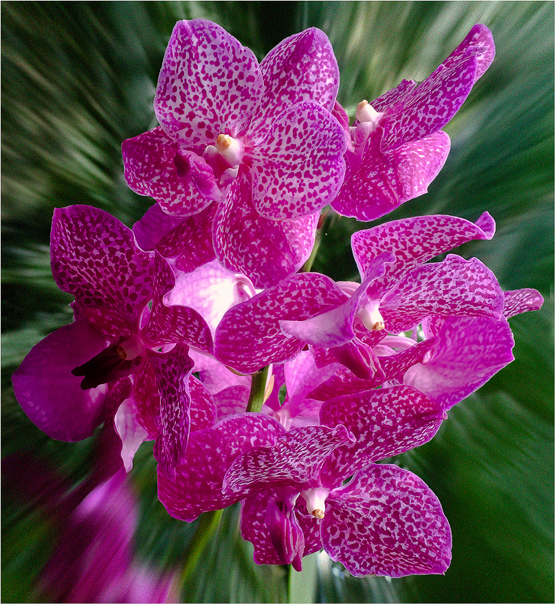 *** флора орхидеи