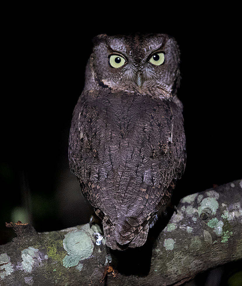 Night little Owl - Сова 
