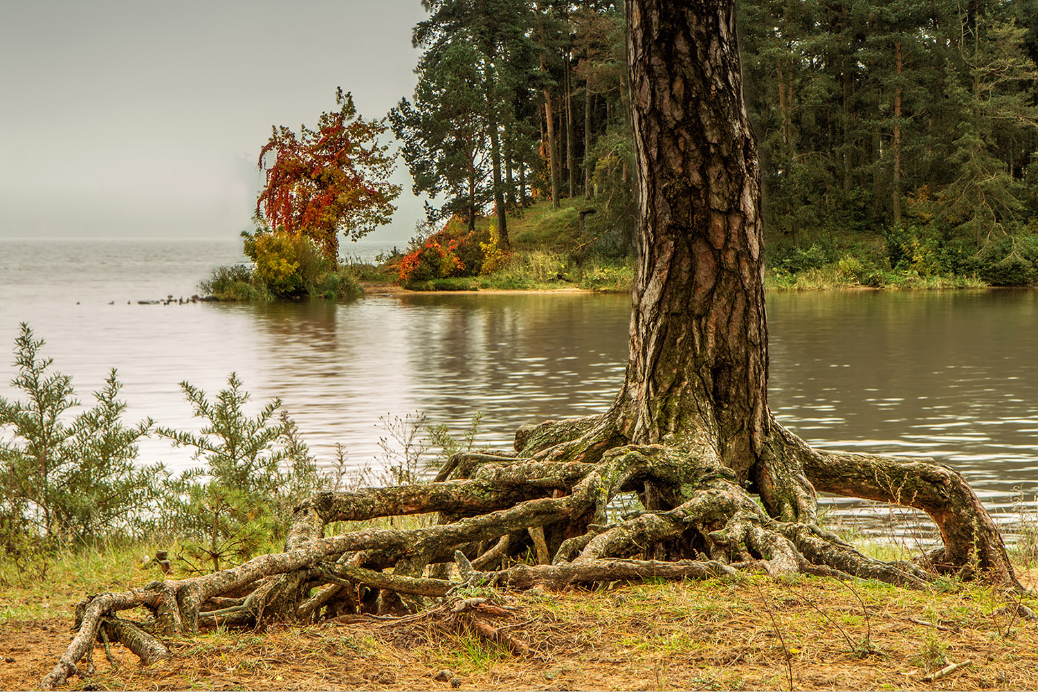 Другой берег Каунасская лагуна лес озеро пейзаж туман природа небо лето дерево вода