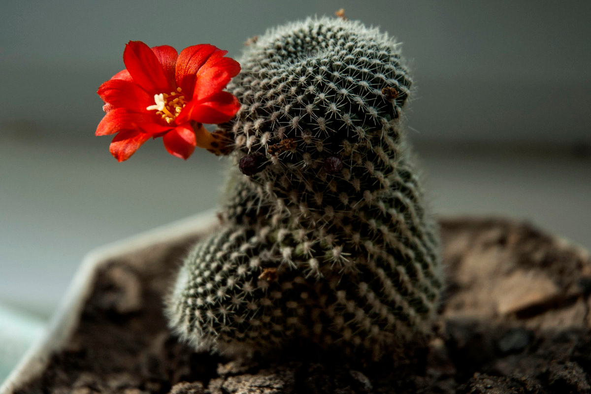 Колючее чудо. природа цветок кактус