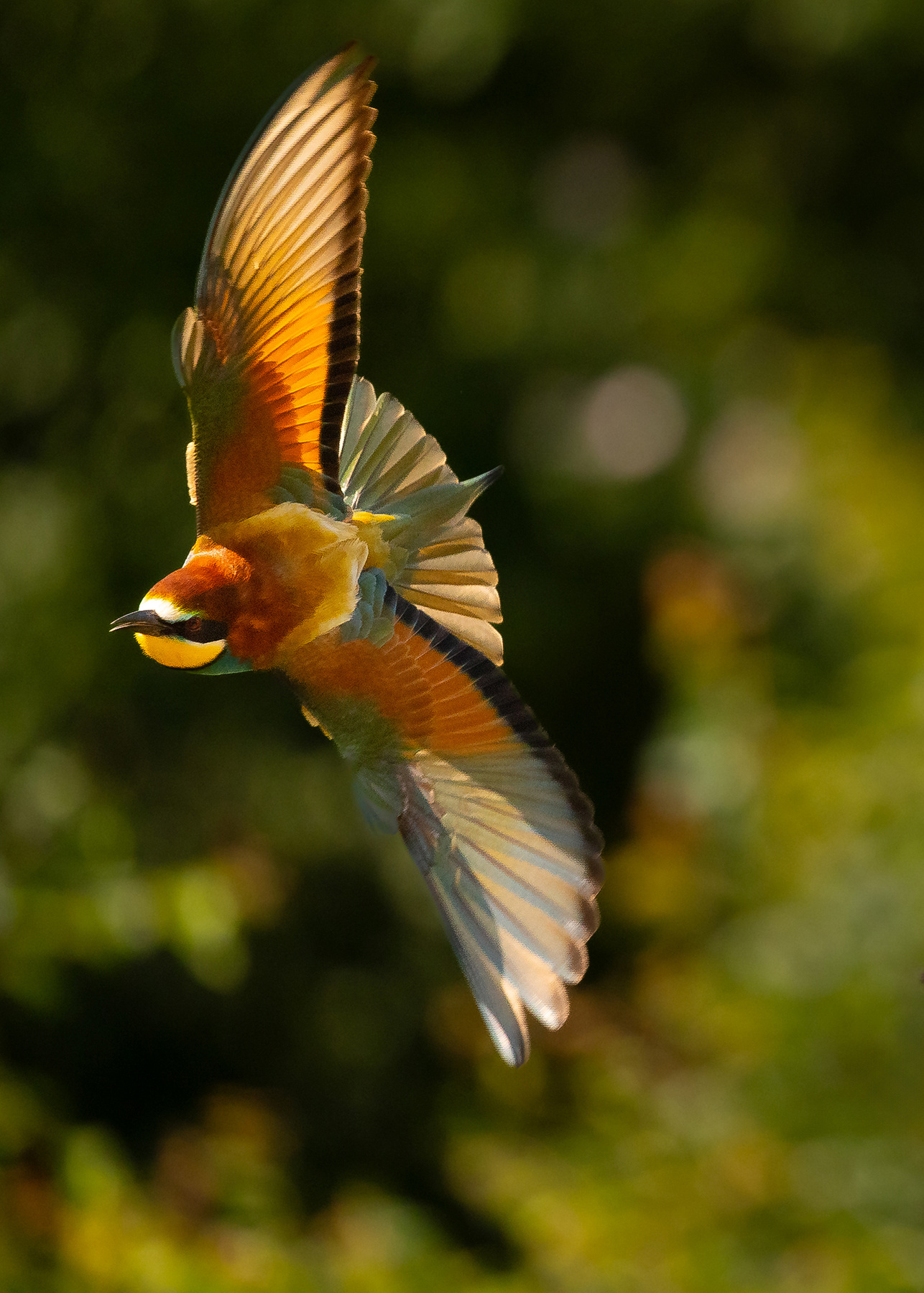 Bee-eater 
