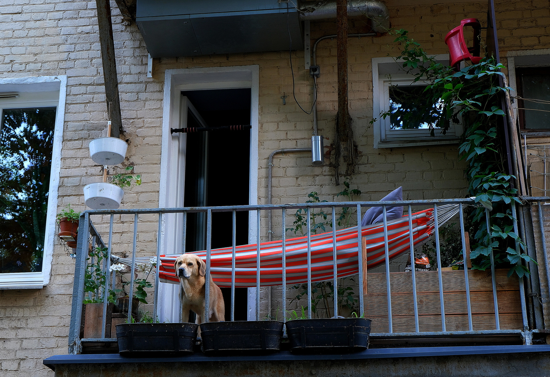 Сторож Дангауэровка Москва собака на балконе