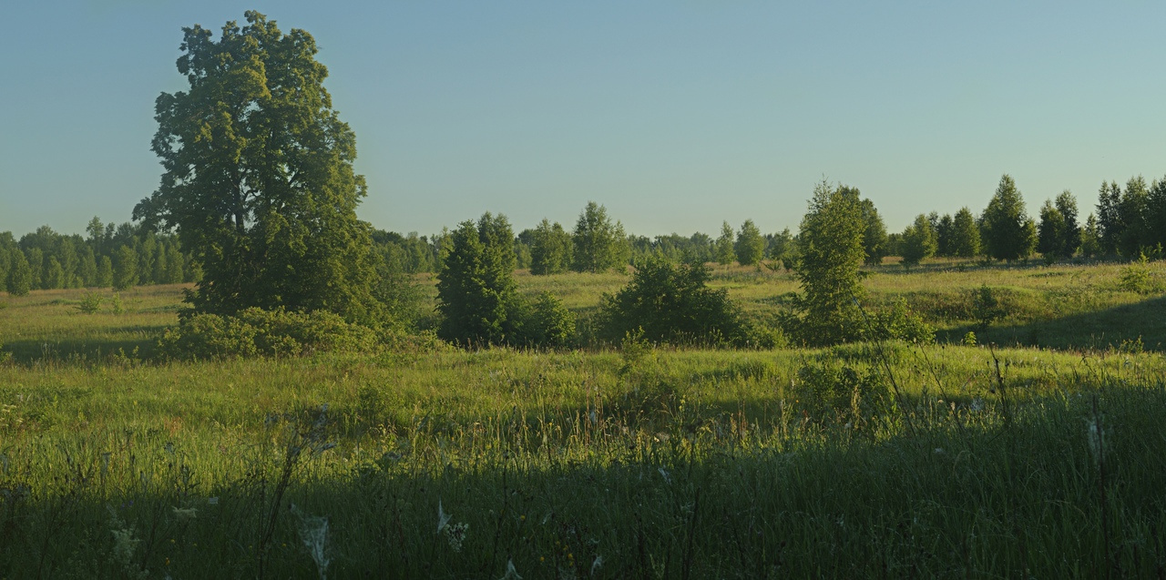 Утро в поле Рязанская область село Рождество-Лесное июнь лето раннее утро восходящее солнце трава деревья