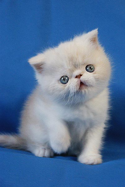 Ой, хто это? Кошки, котенок, экзот
