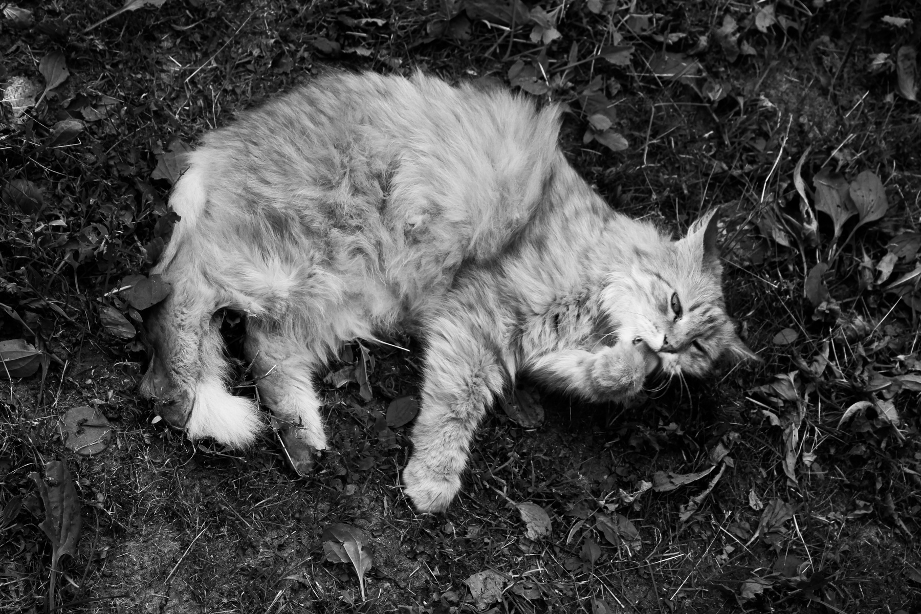 *** girl cat7d colorphoto photography street spb blackandwhite