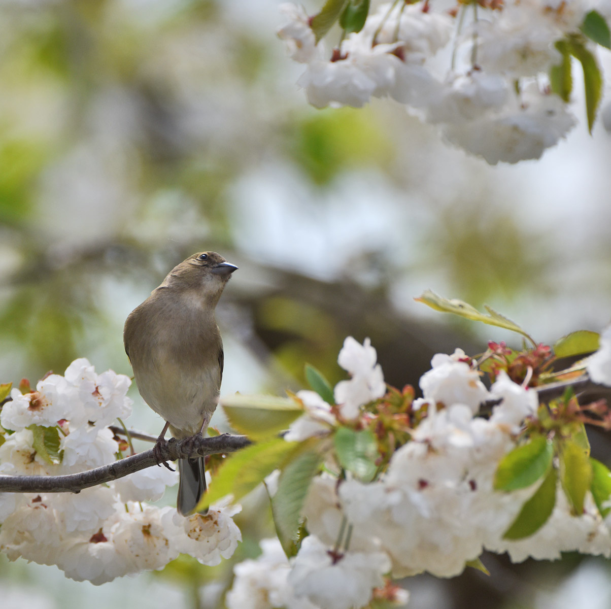 весеннее настроение весна птица