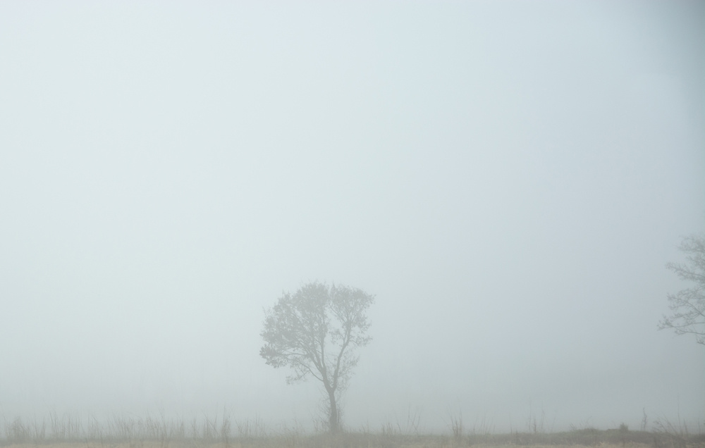 туман дерево поле туман утро пейзаж природа