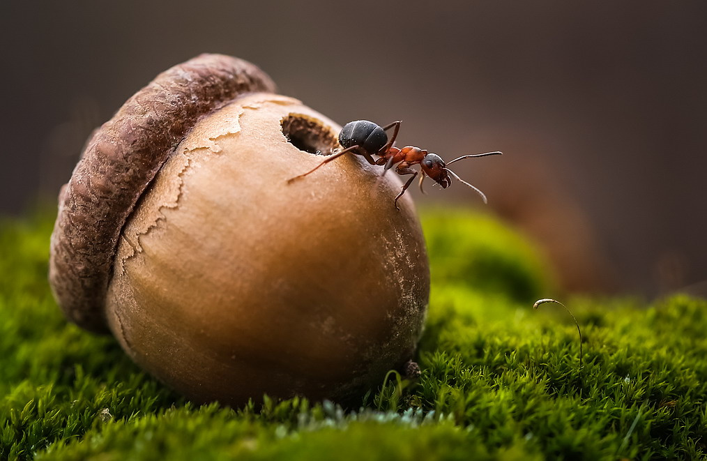 Из жизни муравьев 