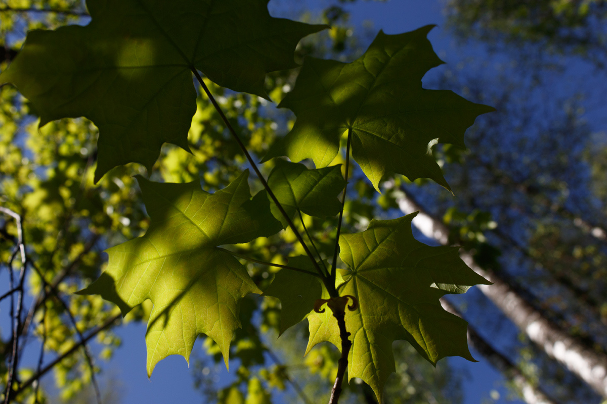 Кленовые листья кленовый лист кленовая ветка весна солнце лес утро