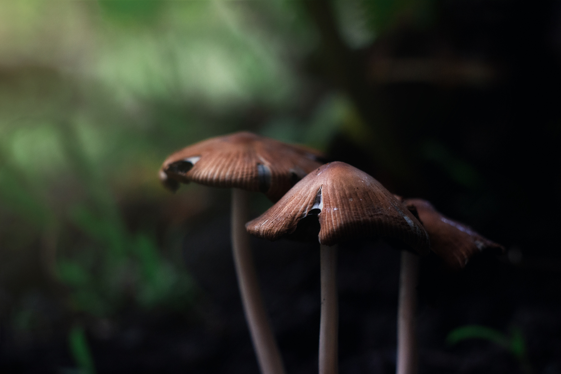 Magic Mushrooms magic mashrooms outdoor green grass shadow shade brown three hat light wood грибы три зелень тень свет