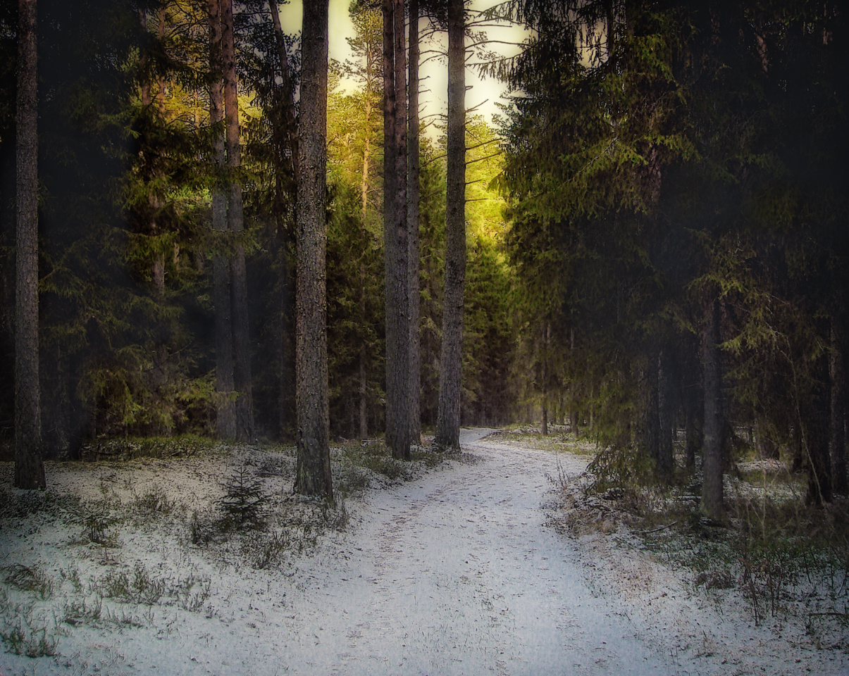 ***Зимним утром в лесу. 
