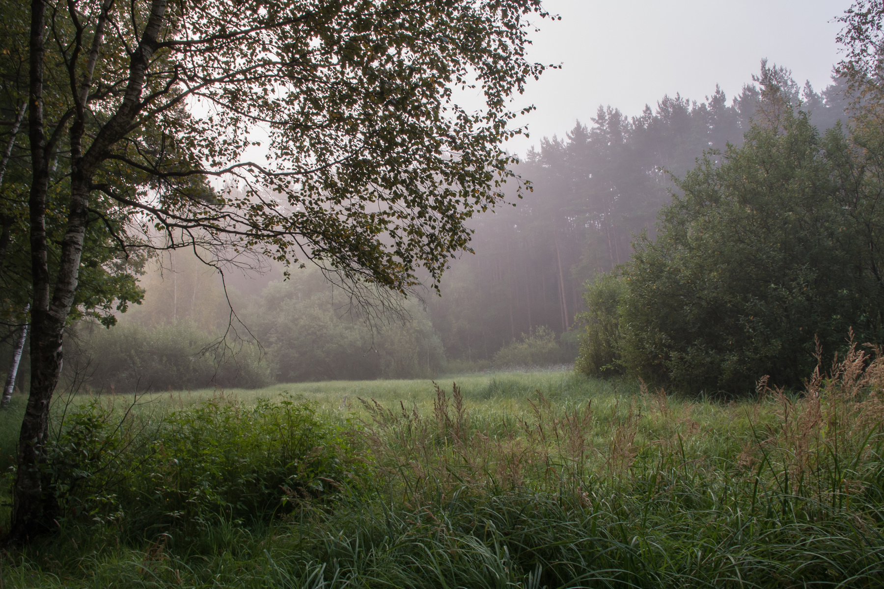 Туманное утро в лесу лес пейзаж деревья туман утро листва