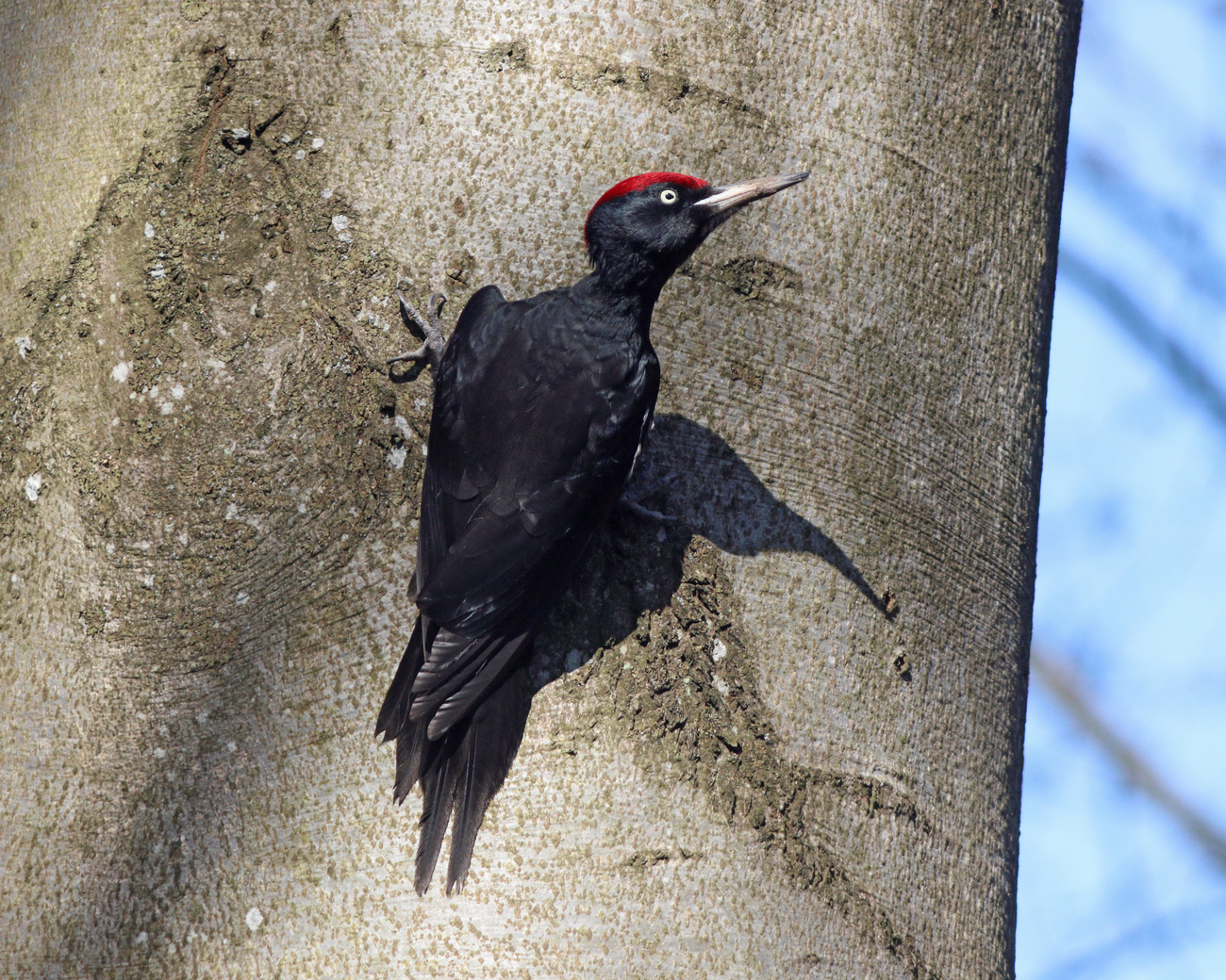 Чёрный дятел Желна Dryocopus martius Black woodpecker