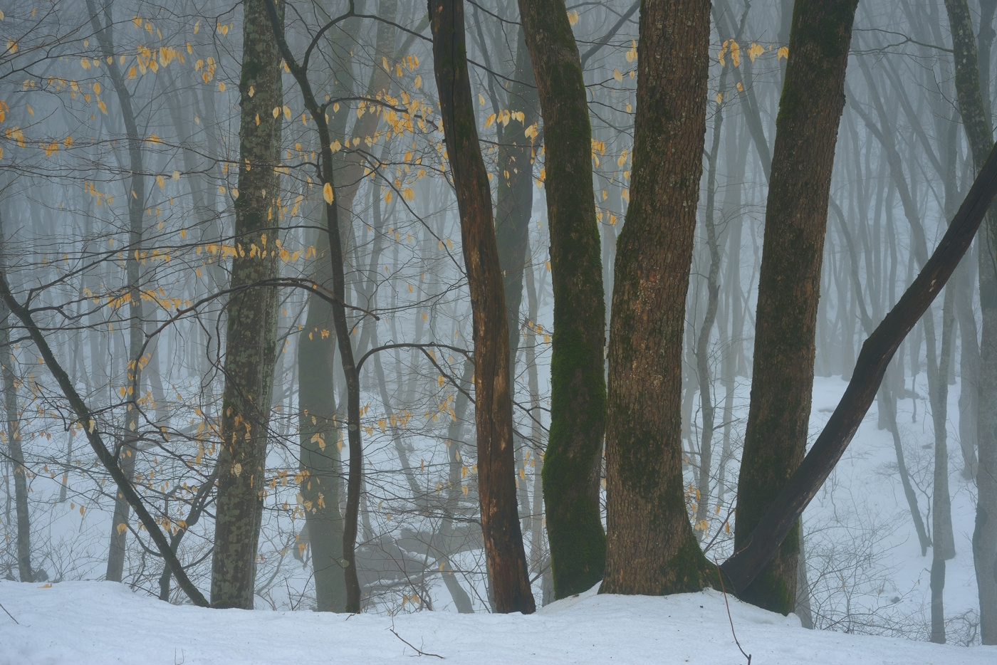 Зимний лес зима лес снег дерево туман листва