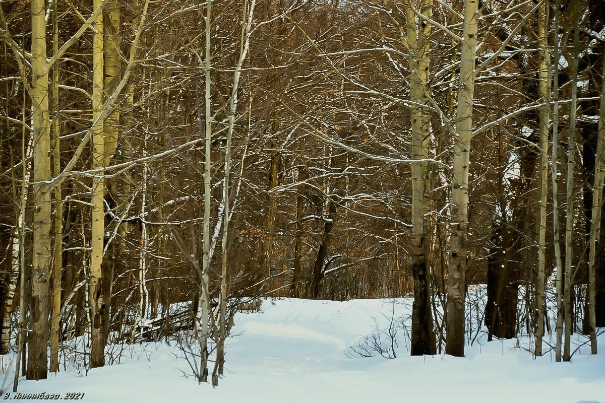 В зимнем лесу пейзаж природа зима лес