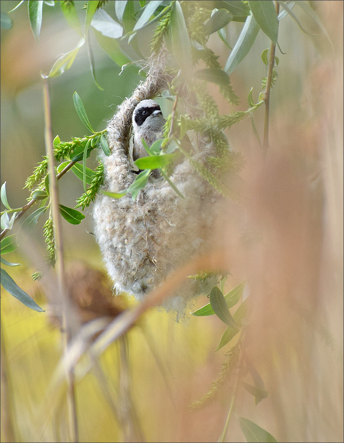 ремез самец ремез птица Польша гнездо весна Бытом