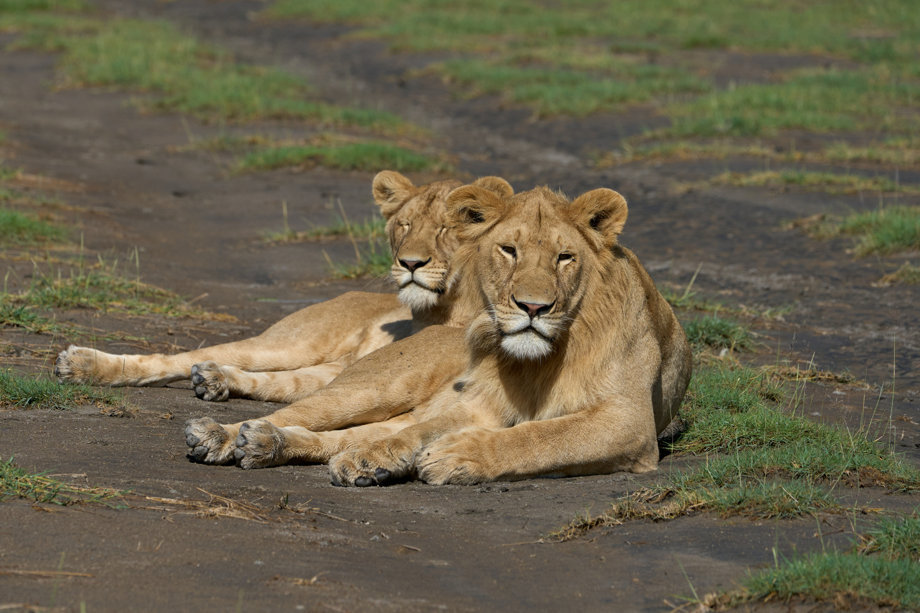 Львы Танзания Нгоронгоро Африка природа животные кошки львы