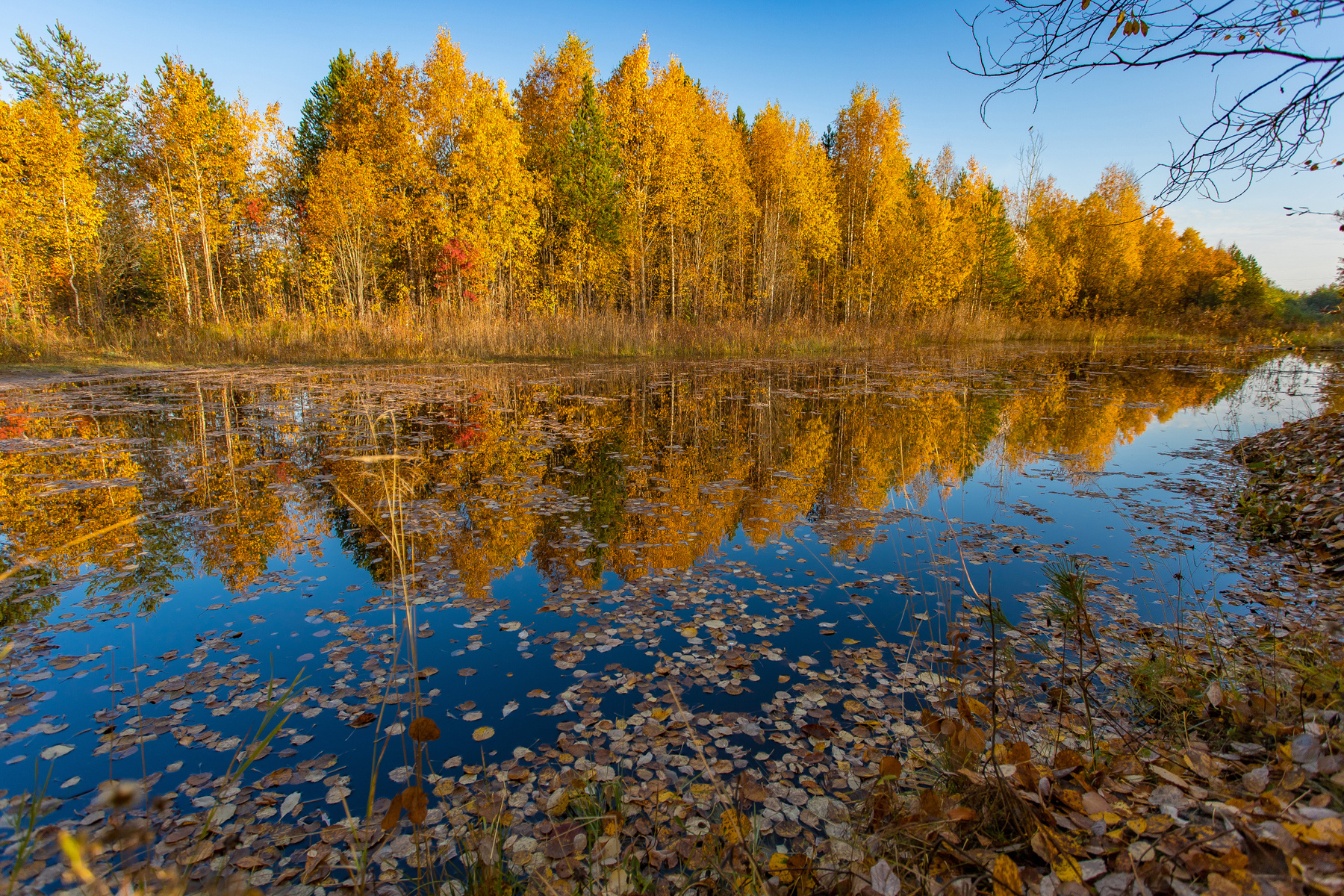 Про осень Осень природа желтый вода пейзаж листья золотая