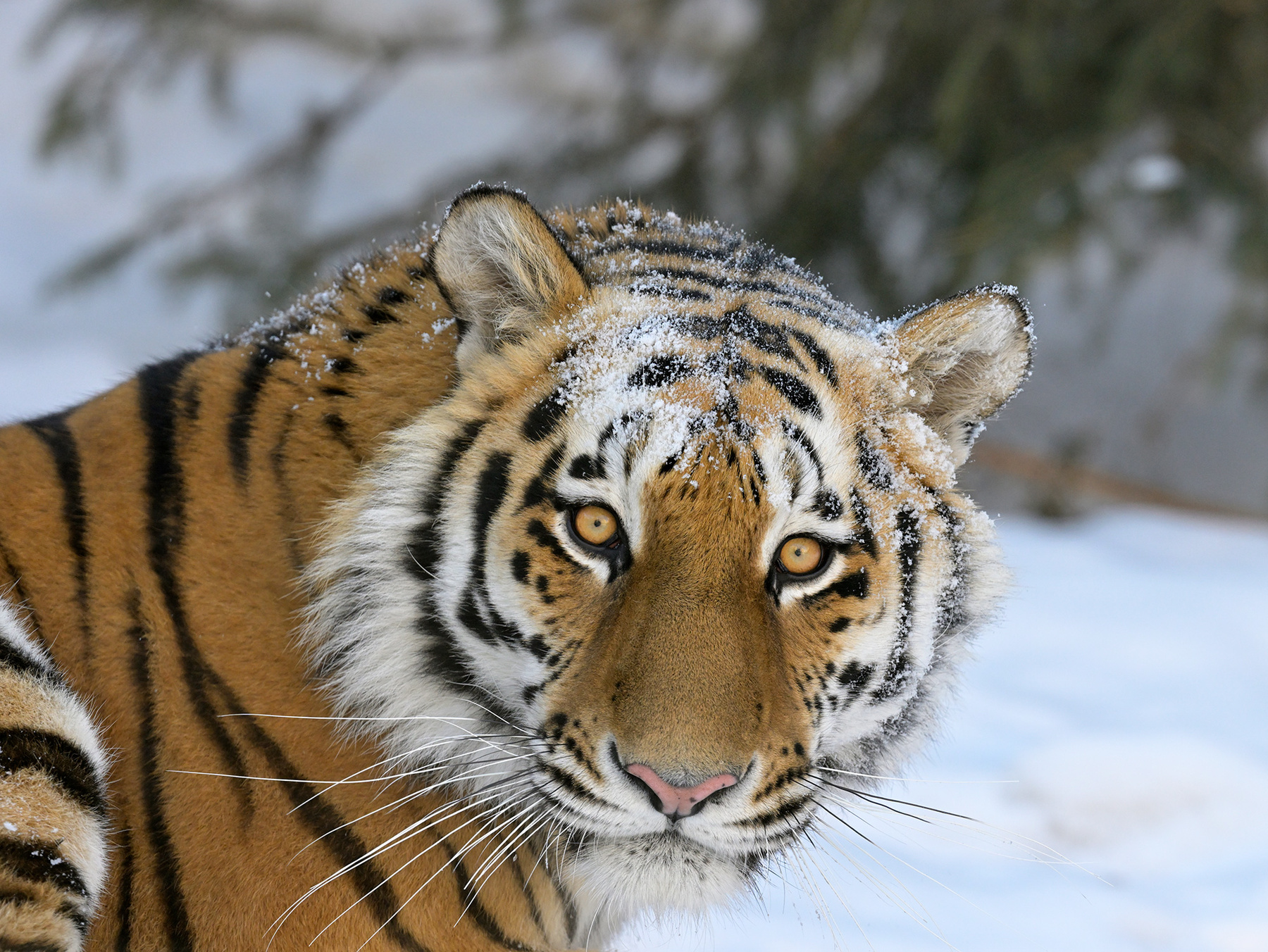 Портрет тигра 