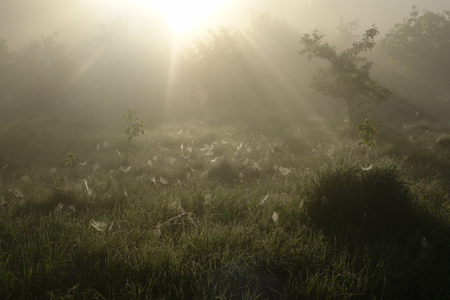На рассвете солнце туман поле