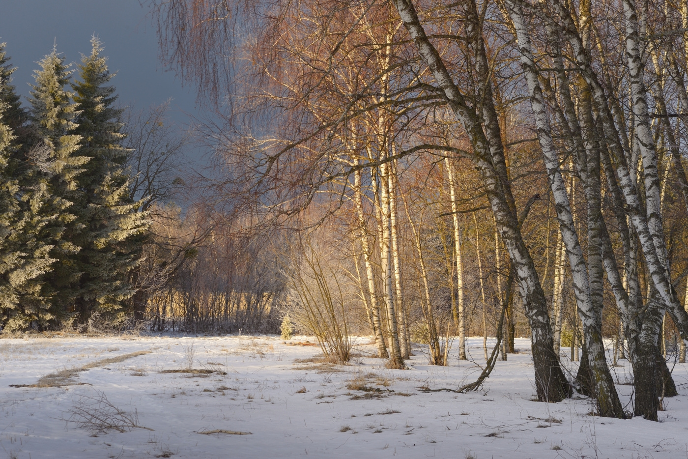 Зимний рассвет зима лес снег дерево рассвет