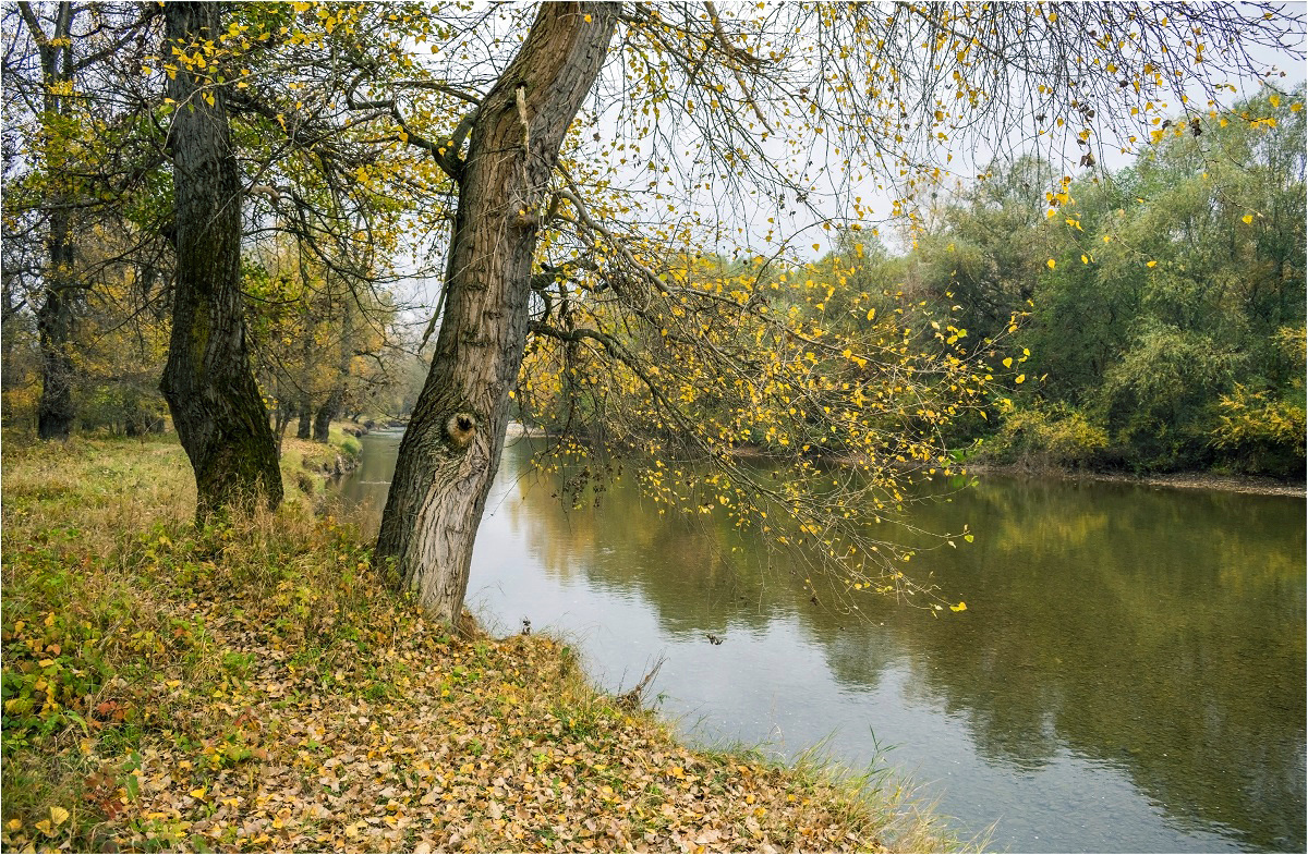 Осенние листья осень предгорья река берега листопад