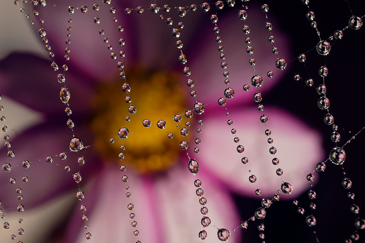 Ожерелье капли макро паутина цветы