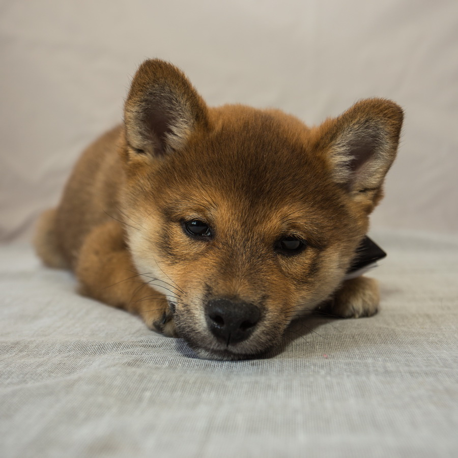 Рыжая "моська" собаки Япония сиба-ину самурай шиба щенок малыш