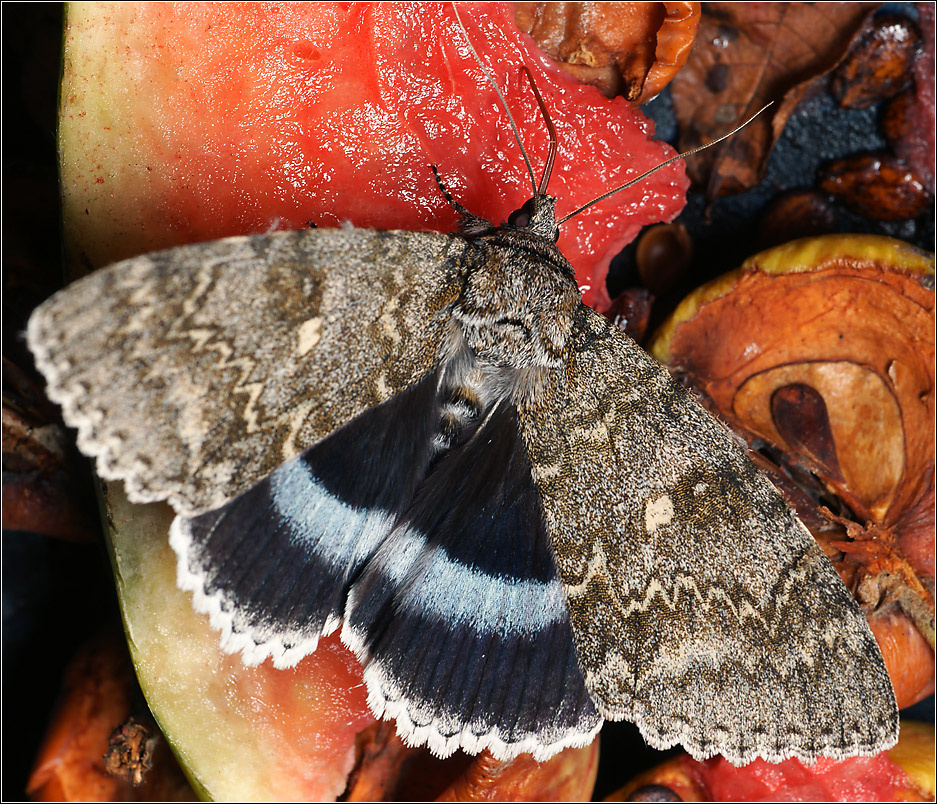 Голубая орденская лента Catocala fraxini Голубая орденская лента ночная бабочка совка Noctuidae